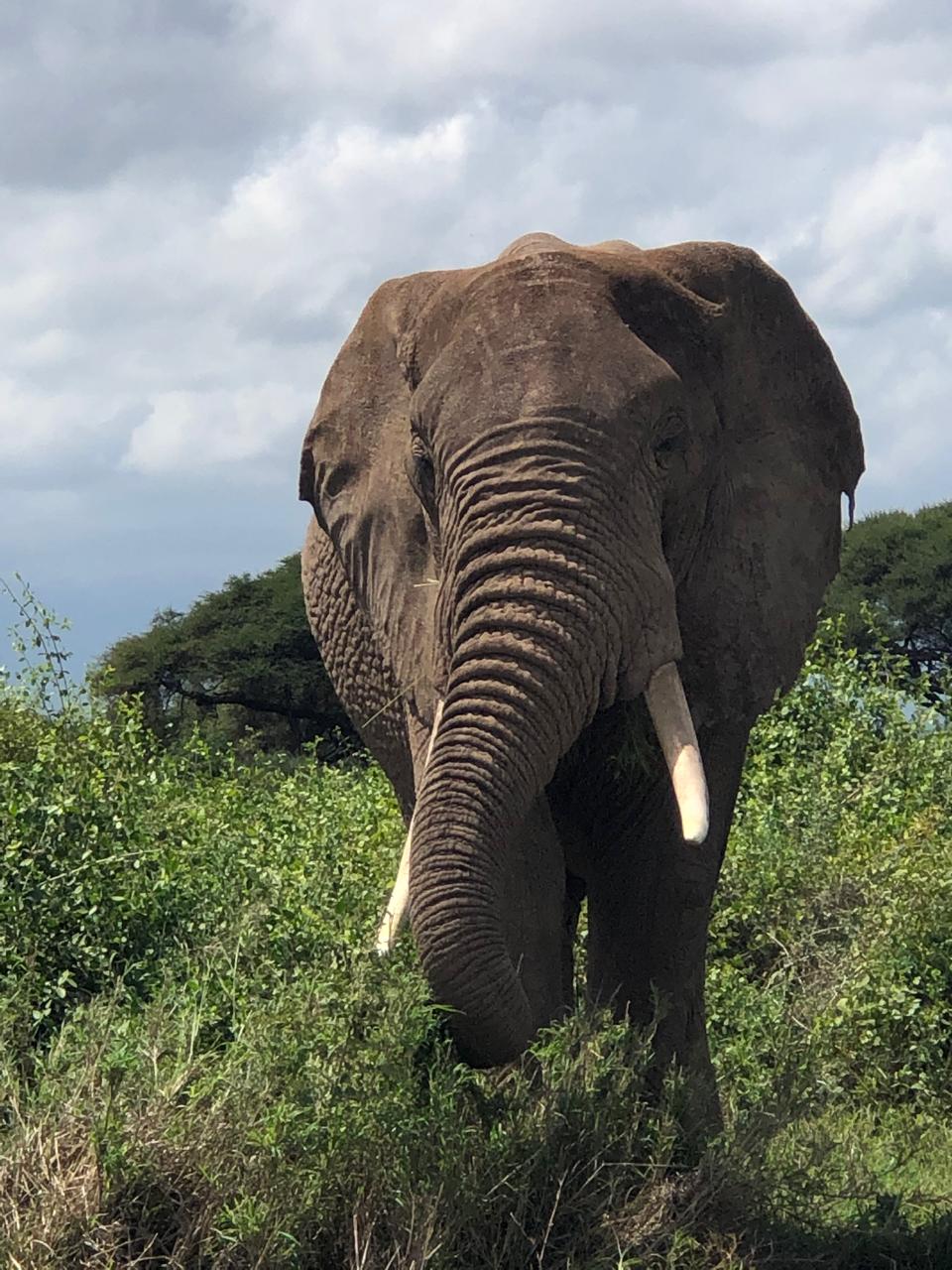 Safari Experience