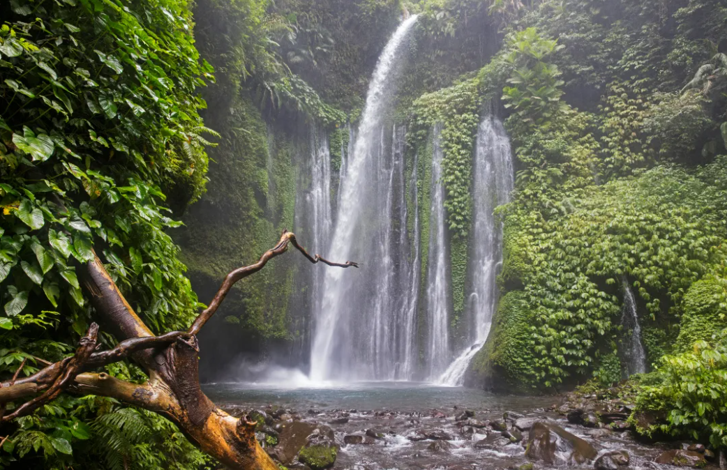 Rainforest Trek